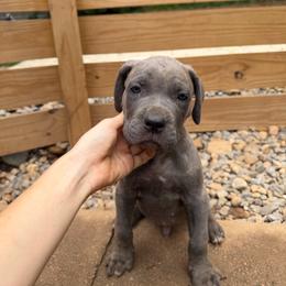 Gray Brindle Male 2 - Gray brindle male Cane Corso puppy in Knoxville, Tennessee from Crowned Corso
