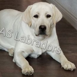 Paige - Labrador Retriever