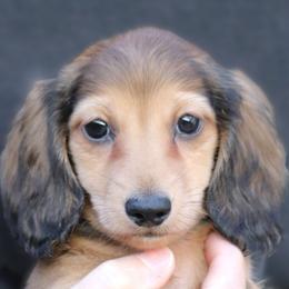 Trigger - Cream male Dachshund puppy in Azle, Texas from American Dachshunds