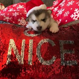 Alaskan Malamute Puppies from Sigma Alaskan Malamutes