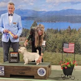 West Highland White Terrier All Grown Up from Dixieland Westies