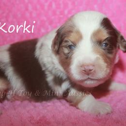 Korki - Red merle female Miniature American Shepherd puppy in Godley, Texas from Flying H Toy and Mini Aussies