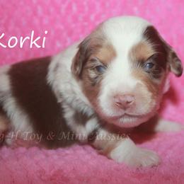 Korki - Red merle female Miniature American Shepherd puppy in Godley, Texas from Flying H Toy and Mini Aussies