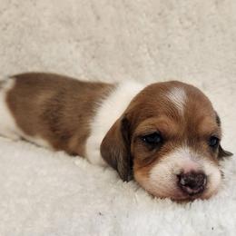 SilkywireRocky AKC - Piebald male Dachshund puppy in Torrance, California from Lucky Dachshunds