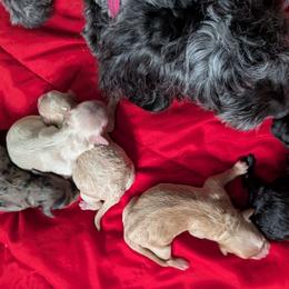 Goldendoodle puppies from Bellady's Shihpoos