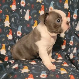Girl 1 - Blue female Boston Terrier puppy in Wilson, North Carolina from Chrysco Boston Terriers