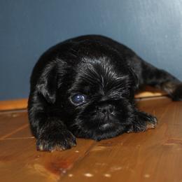 Boy 2 - Black and tan male Brussels Griffon puppy in Huntsville, Alabama from Tammy's Brussels
