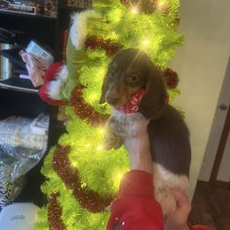 3 - Piebald male Dachshund puppy in Lakecreek, Oregon from Forever Doxie