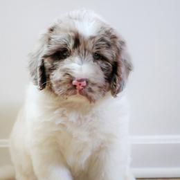 Newfypoos from Windy Hill Dogs