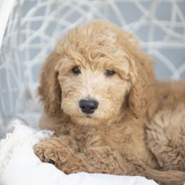 Linus - Red  male Goldendoodle puppy in Seffner, Florida from Gold Diamond Pup