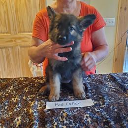 Girl 1 - female Shiloh Shepherd puppy in Caneadea, New York from Strauss Haus Shepherds