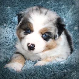 Australian Shepherd Puppies from Cahaba Australian Shepherds