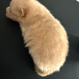 Purple - Cream sable parti male Pomeranian puppy in Cheektowaga, New York from Buffalo Pomeranians 716