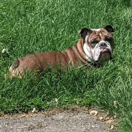 Bella - Bulldog