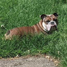 Bella - Bulldog