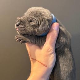 Blue Tan Point (4) - Blue male Great Dane puppy in Kimball, Michigan from Starlight Danes
