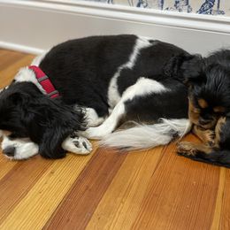 Cavalier King Charles Spaniel Puppies from Carter Woods Cavaliers