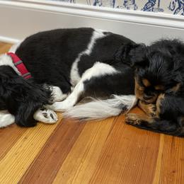 Cavalier King Charles Spaniel Puppies from Carter Woods Cavaliers