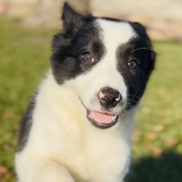 #1 - GIRL - Border Collie puppy from MOR. Caliber Border Collies