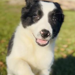#1 - GIRL - Border Collie puppy from MOR. Caliber Border Collies