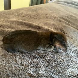 Forrest - Red male Dachshund puppy in Brave, Pennsylvania from Maple Moon Mini Dachshunds