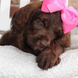 Labradoodle Puppies from Mountain Range Doodles
