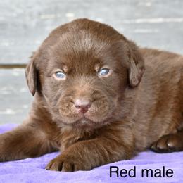 Red male - Chocolate male Labrador Retriever puppy in Mississippi from Sure Shot English Labs