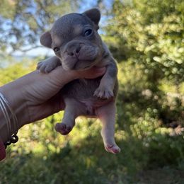 Lilac and Tan Male - Tricolors male French Bulldog puppy in Gulf Breeze, Florida from SW Frenchies