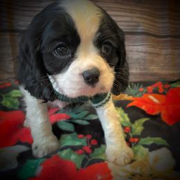 Cavalier King Charles Spaniel Puppies from Krawczyk's House of Cavaliers