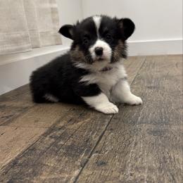 Purple - Black and white female American Corgi puppy in Mineral Point, Wisconsin from Brunett Corgi Co
