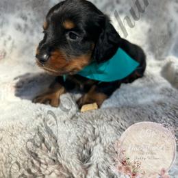 Dachshund Puppies from CSW Dachshunds