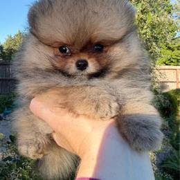 Teddy - Orange sable male Pomeranian puppy in Waterloo, Indiana from Garcias Pomeranian