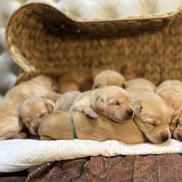 Labrador Retrievers from Skyline Drive Kennels