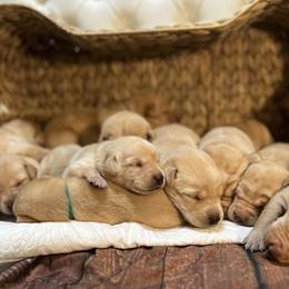 Labrador Retrievers from Skyline Drive Kennels