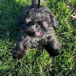 Shih Tzu Puppies from N.F.S.T Imperial ShihTzu Puppies.