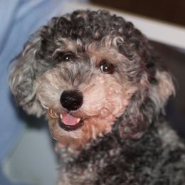 Layla - Goldendoodle