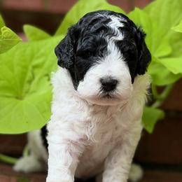 Caspian - Black and white male Bernedoodle puppy in Russellville, Arkansas from Crossgate Doodles
