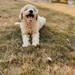 Goldendoodle Puppies from J+A Family Doodles
