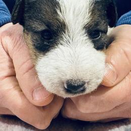 Female A - White black and tan female Wire Fox Terrier puppy in Morgantown, Indiana from Birchhurst Kennels Indiana