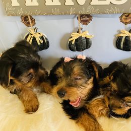 Yorkshire Terrier Puppies from Yuppie Yorkies