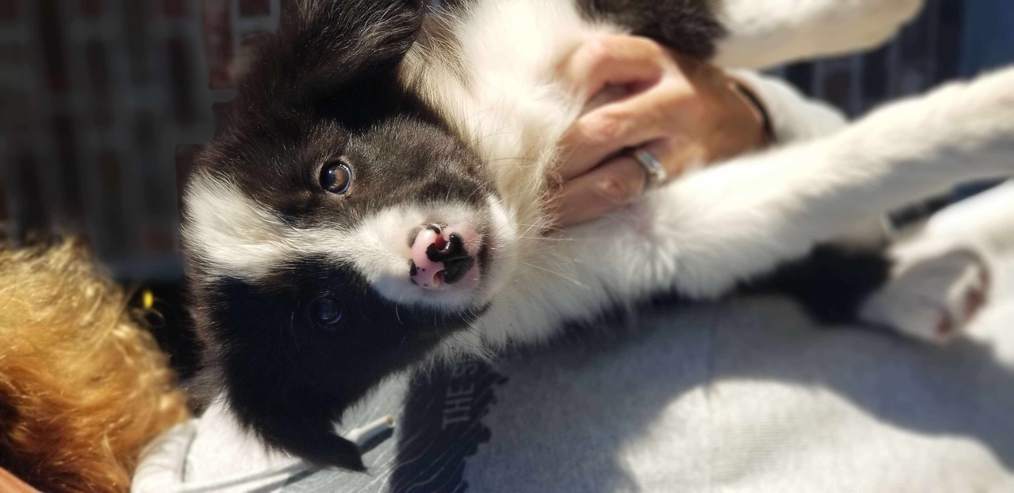Border Collie Puppies from Bond Border Collies