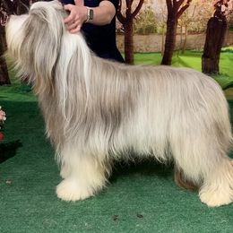 Groban - Bearded Collie