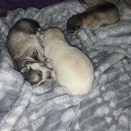 Pomsky Puppies from Peekaboo Pomskies
