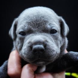 Biathlon - Blue male Staffordshire Bull Terrier puppy in Dallas, Texas from Wild Blue Staffords