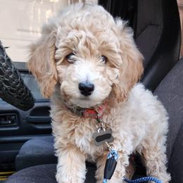 Gator - Poodle