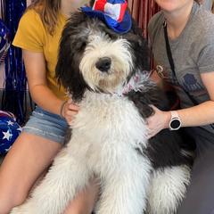 Fezzik - Saint Berdoodle