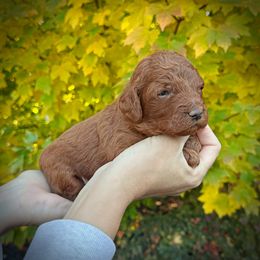 Gray Collar Boy - Red  male Poodle puppy in Modesto, California from Dry Creek Poodles