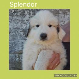 Splendor- lime green collar - White and badger female Great Pyrenees puppy in Mikado, Michigan from Brittain Family Farm