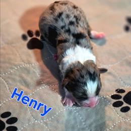 Henry - Black tri male Toy Australian Shepherd puppy in Viking, Minnesota from Son Shine Farm