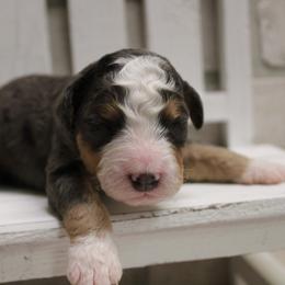 Merle Boy - Merle male Bernedoodle puppy in Belgreen, Alabama from Scott’s Farm Poodles and Doodles